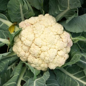 Kukkakaali Merveille de Toutes Saisons - Vilmorin