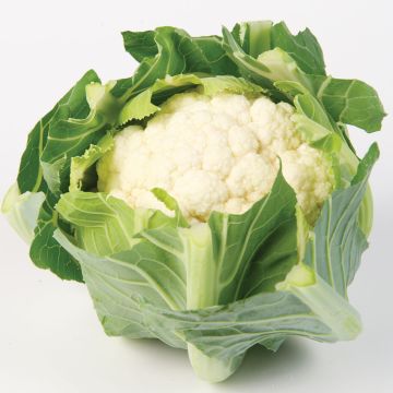 Kukkakaali White Step F1