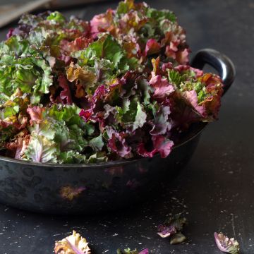 Lehtikaali Flower Sprout