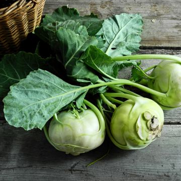 Kyssäkaali Blanc hâtif de Vienne - Vilmorin