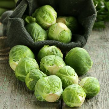 Ruusukaali Groninger luomu