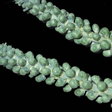 Ruusukaali Veraline