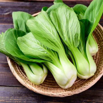 Pinaattikiinankaali Green Fortune F1