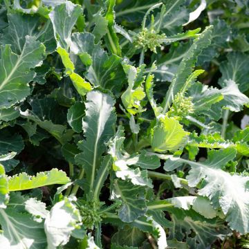 Kaali luomu - Brassica oleracea