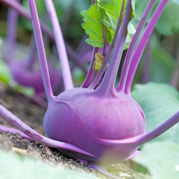 Kyssäkaali Violet de Vienne luomu
