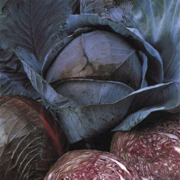 Punakaali Marner Frührotkohl