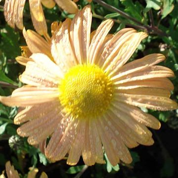 Krysanteemi Mary Stoker
