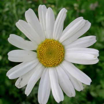 Dalmatianpietaryrtti - Chrysanthemum cinerariifolium