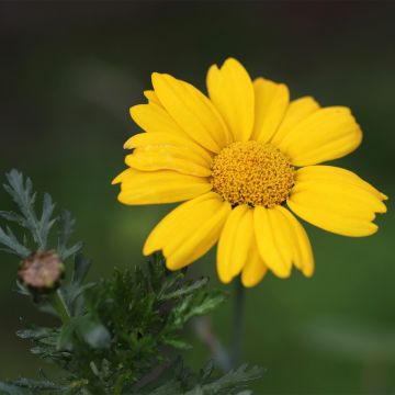 Keltasuvikakkara luomu - Chrysanthemum segetum