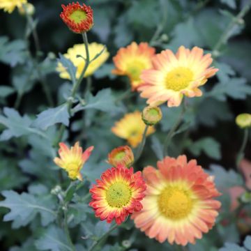 Krysanteemi Dernier Soleil