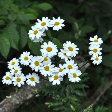 Huiskilopietaryrtti - Tanacetum corymbosum