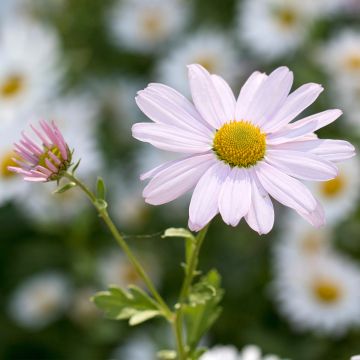 Jäämerenkakkara Roseum