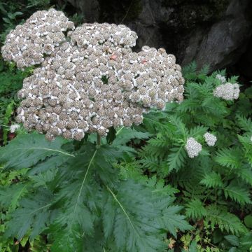 Jättipietaryrtti - Chrysanthemum macrophyllum