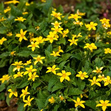 Kultatähti - Chrysogonum virginianum