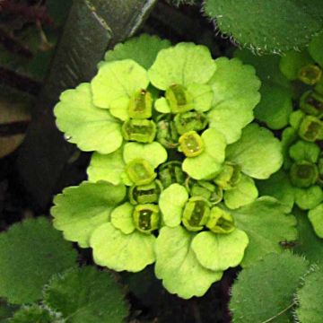 Linnunsilmä - Chrysosplenium davidianum