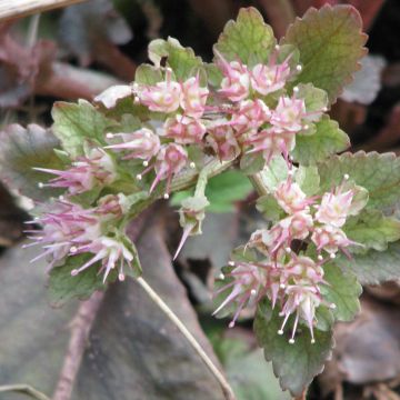 Harjalinnunsilmä - Chrysosplenium macrophyllum