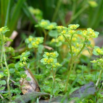 Lännenlinnunsilmä - Chrysosplenium oppositifolium