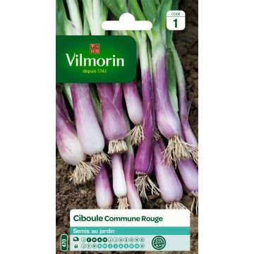 Pillisipuli Vilmorin - Allium fistulosum