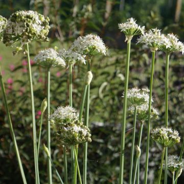 Kiinansipuli - Allium tuberosum