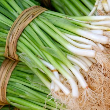 Kiinansipuli luomu - Allium tuberosum