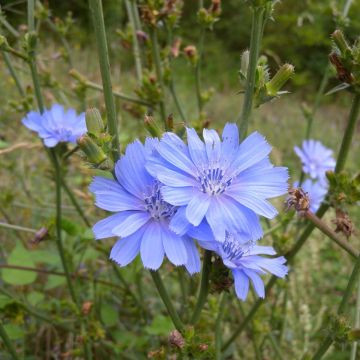 Sikuri (siemenet) - Cichorium intybus