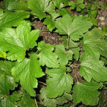 Konnanmarja - Actaea biternata