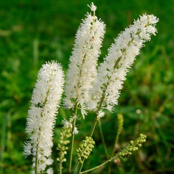 Konnanmarja - Actaea arizonica