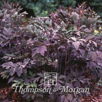 Tähkäkimikki Atropurpurea (siemenet)