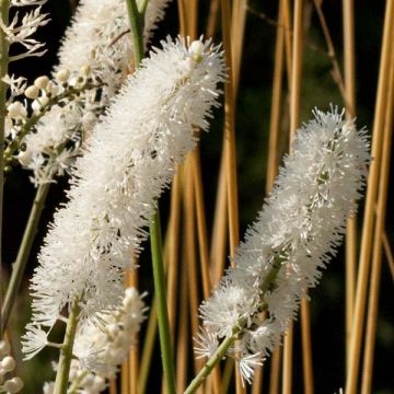 Konnanmarja White Pearl