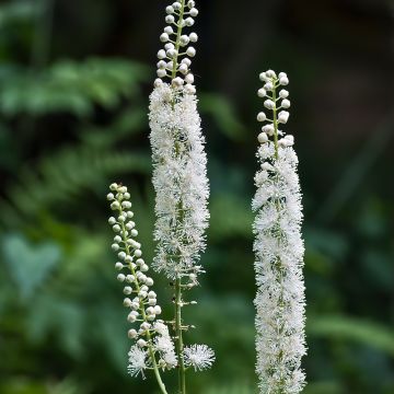 Tähkäkimikki - Actaea racemosa