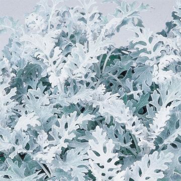 Hopeavillakko Silver Dust