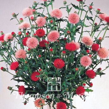 Japaninohdake Pink and Rose Beauty (siemenet)