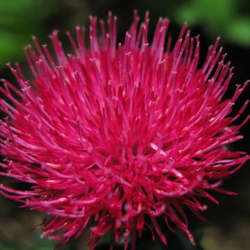 Japaninohdake Rose Beauty