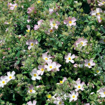 Kistus Silver Pink