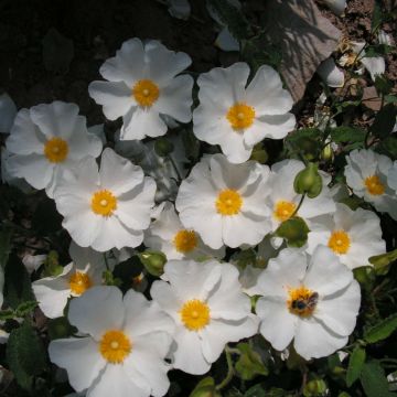 Kistus - Cistus x corbariensis