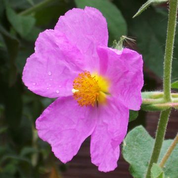 Kreetankistus - Cistus creticus