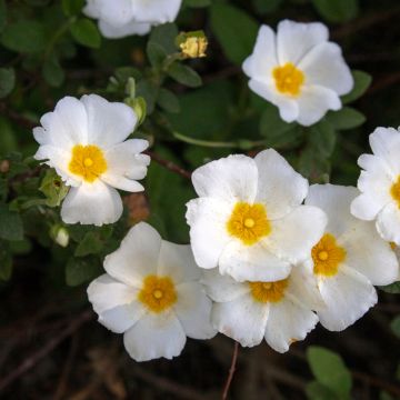 Kistus - Cistus salviifolius