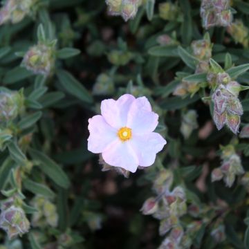 Kistus - Cistus x skanbergii
