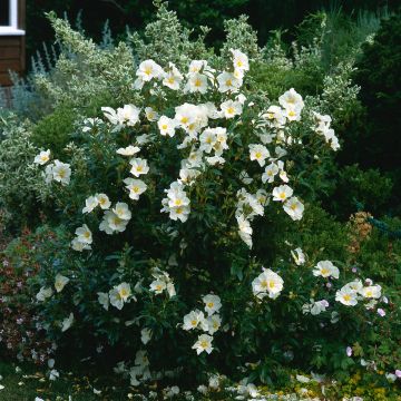 Kistus Repens