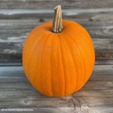Jättiläiskurpitsa Jack O'Lantern luomu - Ferme de Sainte Marthe