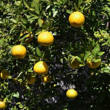 Ichang-papeda - Citrus ichangensis