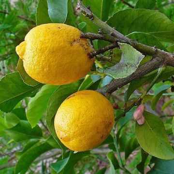 Sukaattisitruuna - Citrus medica