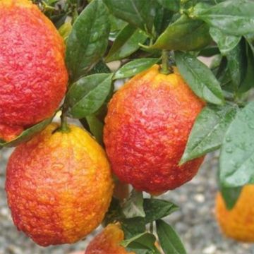 Sukaattisitruuna x sitruuna -hybridi Pigmentata