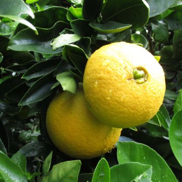 Appelsiini Washington Navel