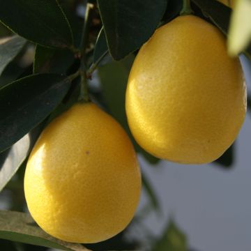 Limekvatti - Citrus floridana