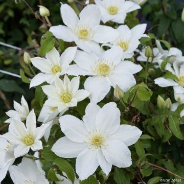 Loistokärhö Madame Blanc
