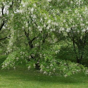 Amerikanlakkipuu - Cladrastis kentukea