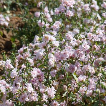 Komeasilkkikukka Apple Blossom (siemenet)