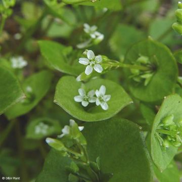 Claytonia perfoliata - Salaattikleitonia