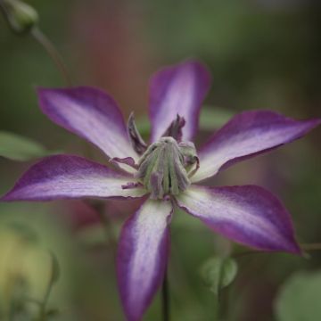 Viinikärhö Astra nova